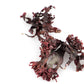 The Essential Ingredient Dried Irish Moss Seaweed